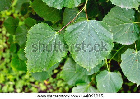 linden leaves on a background of leaves