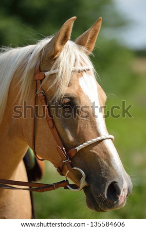 Portrait of a Young Palomino Mare with Ears Pointed Forward