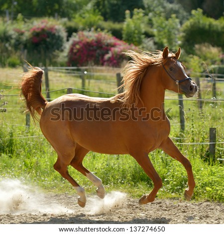 Young Chestnut Horse Galloping on a Sunny Day with Dust Stirred Up