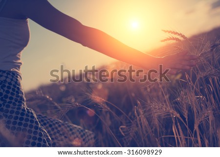 Girl's hand touching wheat spikes at sunset in the evening (intentional sun glare, lens focus on hand)