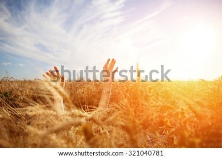 Girl\'s hands above wheat field at sunset (intentional sun glare and lens flares, lens focus on right hand)