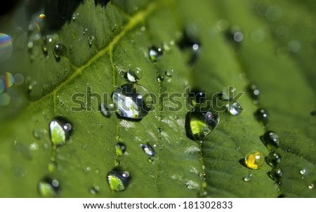 Plant leaf with dew drops