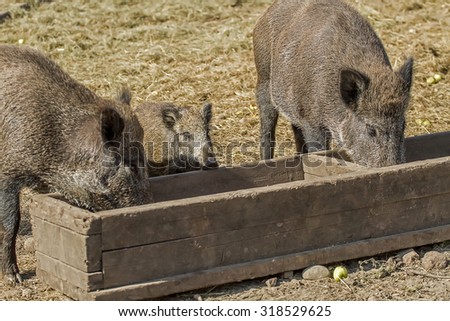 wild boar with a small hog