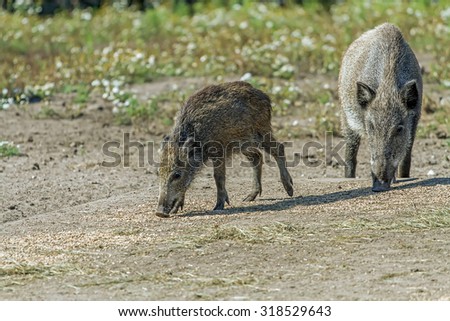 two wild hog in summer
