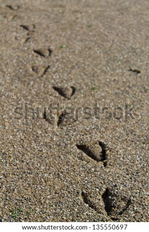 bird footprints on the beach