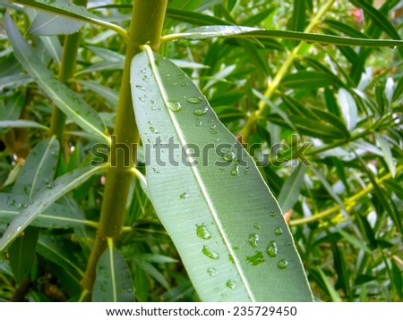 Water droplets on a leaf after a heavy watering