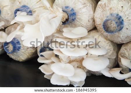 Oyster mushroom farm for ingredient food.