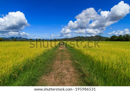 Walk way in middle the rice field, South of thailand
