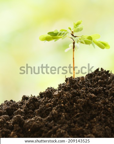 Young plant on black earth in the breed season