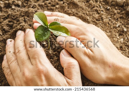 Hand cover the young plant on black earth