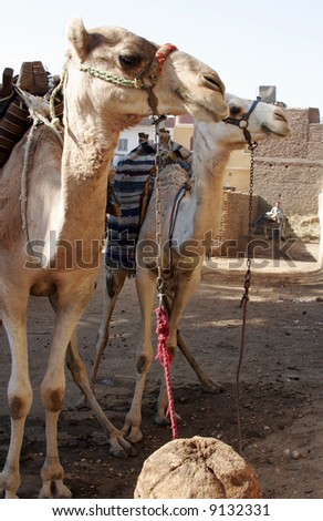 Two Camels tethered at a village, Egypt