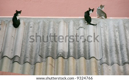 Cats on a hot tin roof
