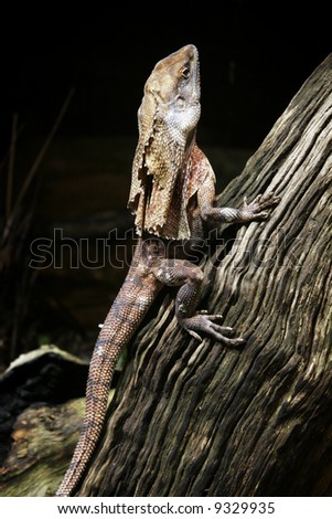 australian native animal the frilled neck lizard