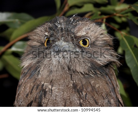 Frog Mouthed Owl