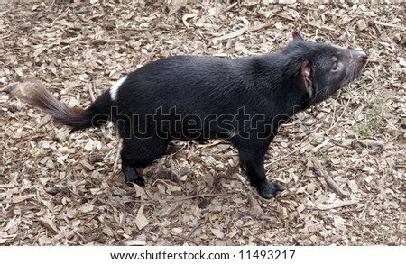 the tasmanian devil an endangered animal
