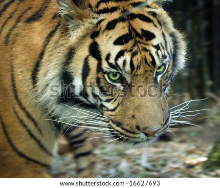Male tiger with striking green eyes