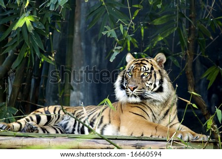 Male tiger sitting proud
