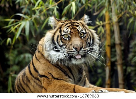Tiger rests in the wild. Eye contact with camera.