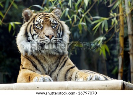 Tiger reclining, facing ahead, paws visible.