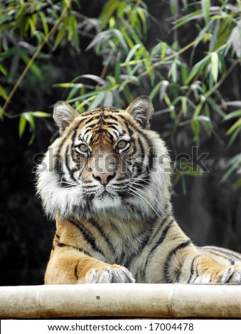Tiger reclining, facing ahead, paws visible.