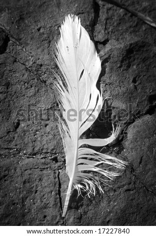 white feather against rock