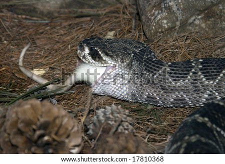 Free Stock Image on Rattle Snake Eating A White Rat Stock Photo 17810368   Shutterstock
