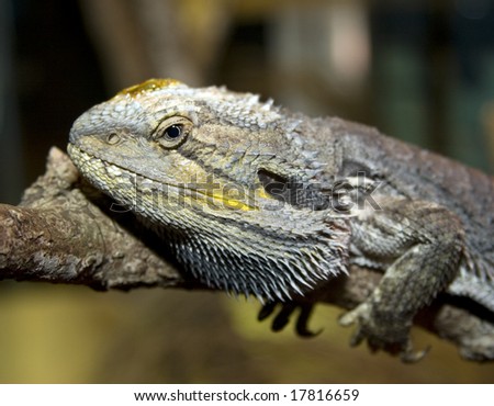 australian bearded dragon lizard