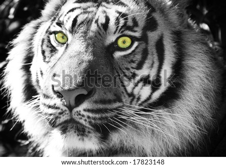 sumatran tiger black and white with green eyes