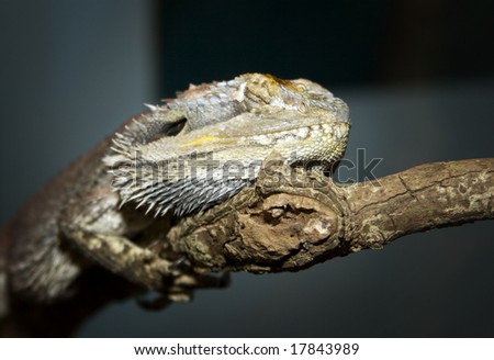 australian bearded dragon lizard