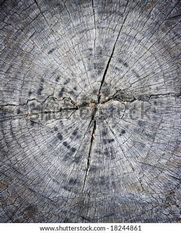 stump of an old australian  grey gum tree