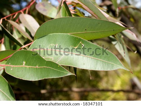 Australian gum leaves against a forest background