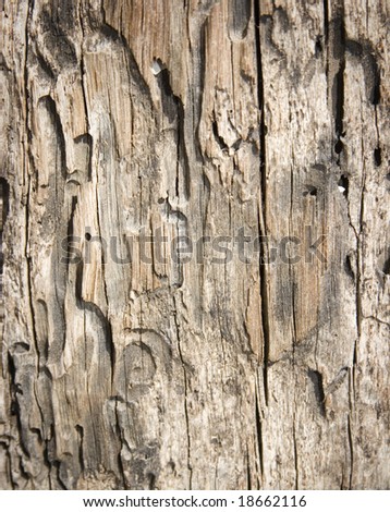 rough chaotic aged wood texture