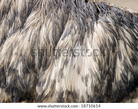 Close-up shot of the feathers on the side of an emu