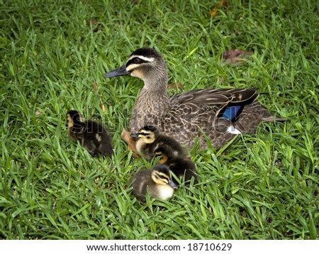 Mother duck and four ducklings