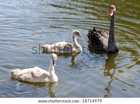 Black swan and two signets