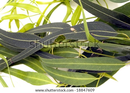 Young Australian gum leaves isolated on white