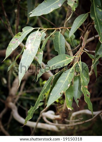 Australian gum leaves