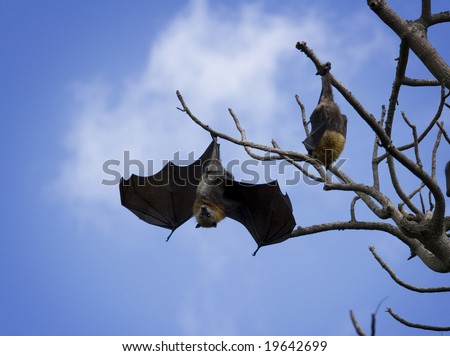 Bat hangs from a tree