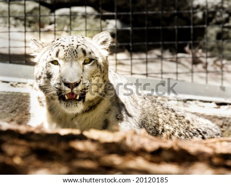 Snow leopard one of the earth most endangered animals