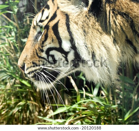 tiger head side on