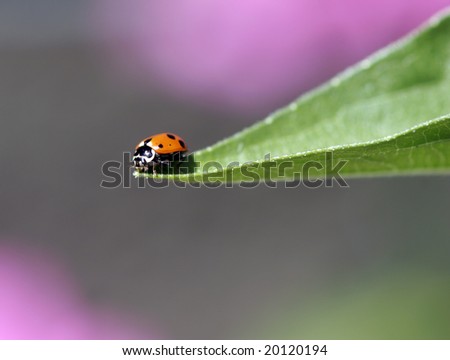 Lady beetle with copyspace