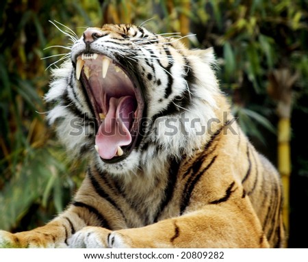 Amazing shot of tiger, roaring. Very wide mouth, mid-roar.