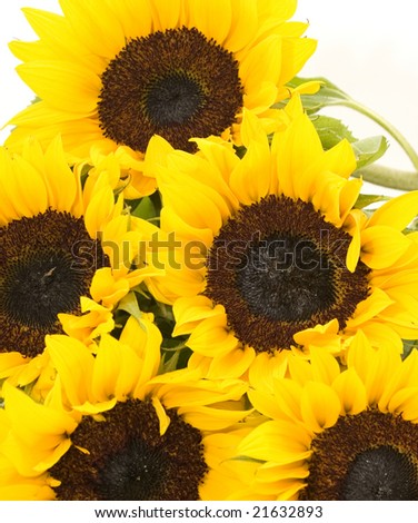 Bunch of sunflowers on white
