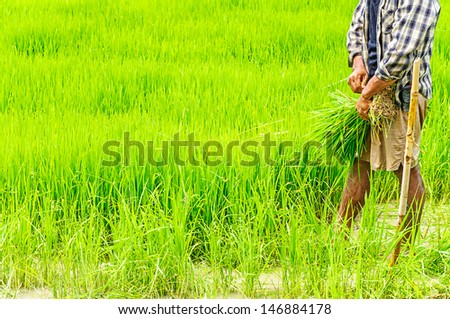 Farmers preparing rice seedlings for planting in northern part of Thailand