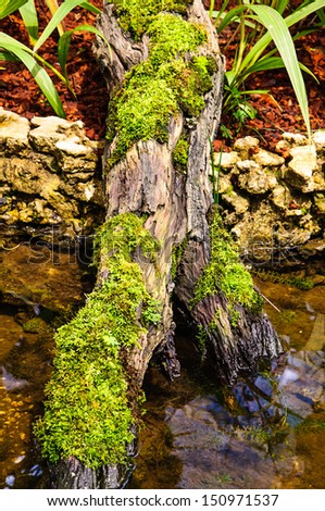 Detail of green moss and little plants on the bark of a tree.