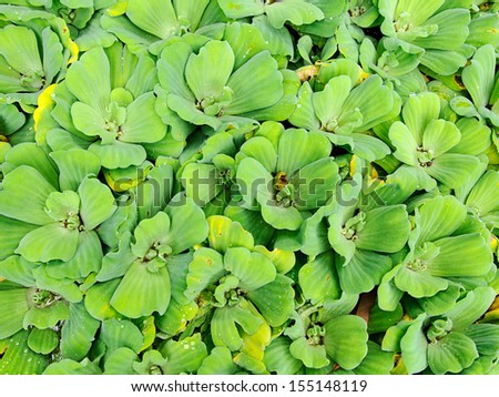 Green floating water weed,Pistia stratiotes   L.