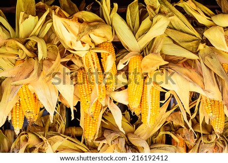 Dry corns was stored as seeds.