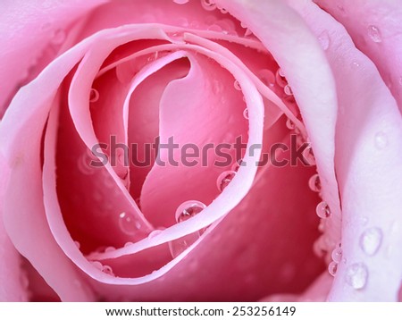 Closeup of beautiful pink rose petals with water drop.