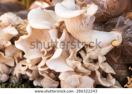Closeup fresh Oyster Mushroom or Indian Oyster in a mushroom cube at mushroom farm.