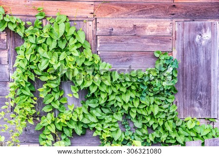 Green creeper plants on old wooden wall.